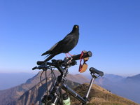 Sajmon