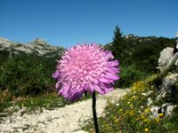 IMG_7223.jpg