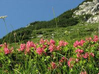IMG_7258.jpg