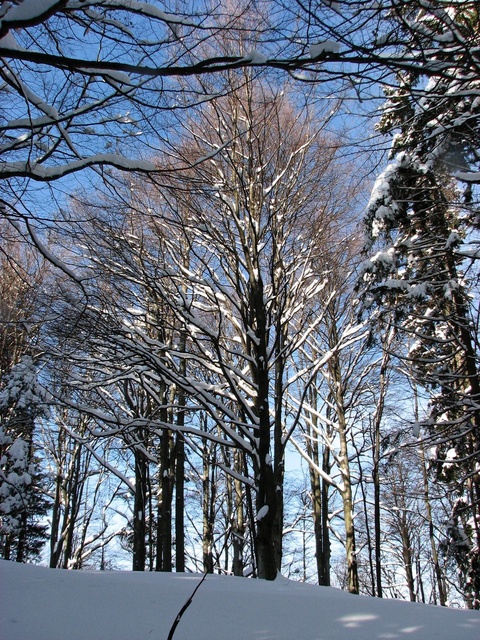 Mogočne bukvice se nastavlajo sončku