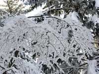 Naravna bukvina čipka