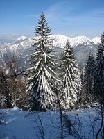 Suličaste velikankee